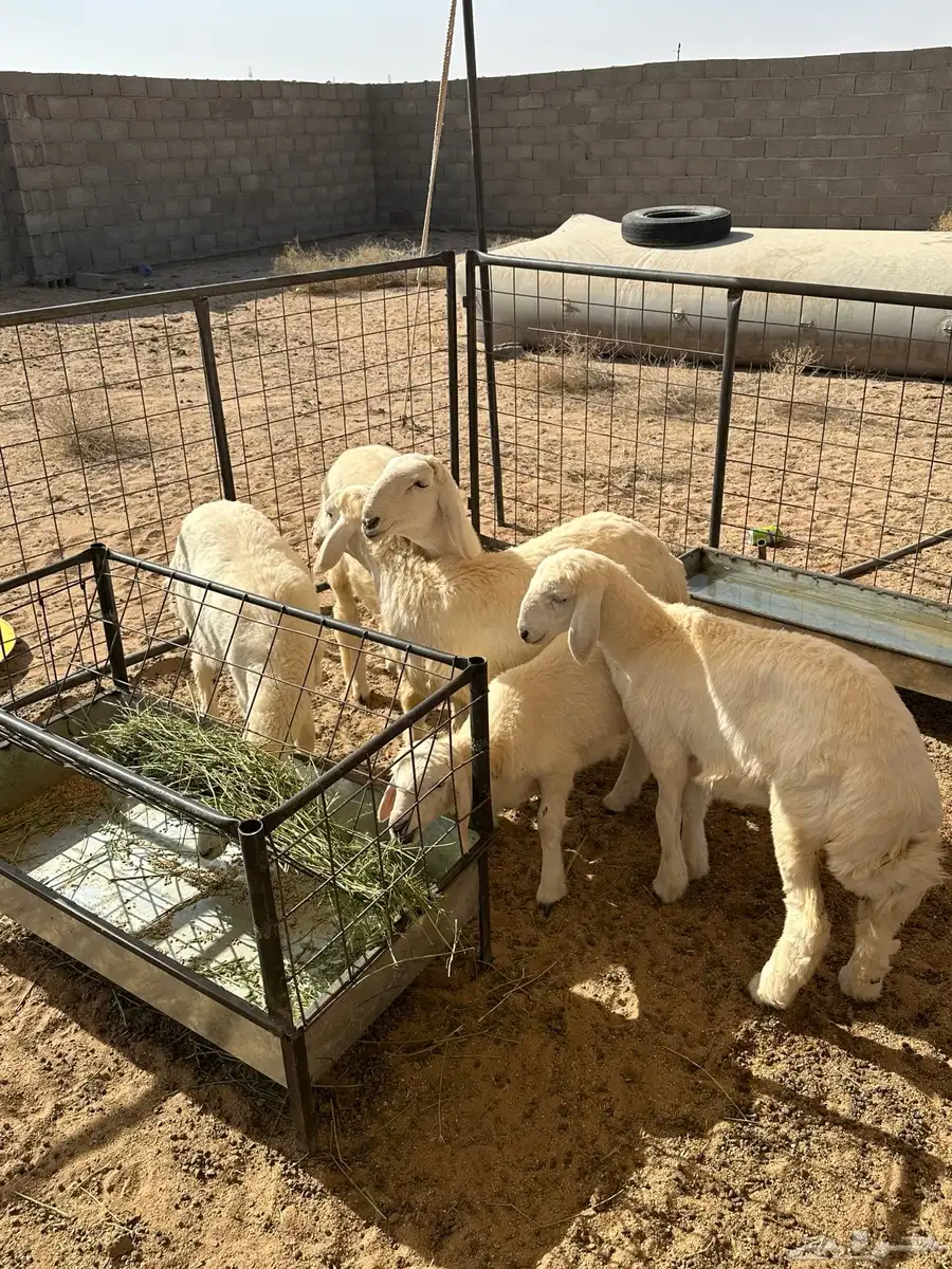 رخال صنف نضاف للبيع 2