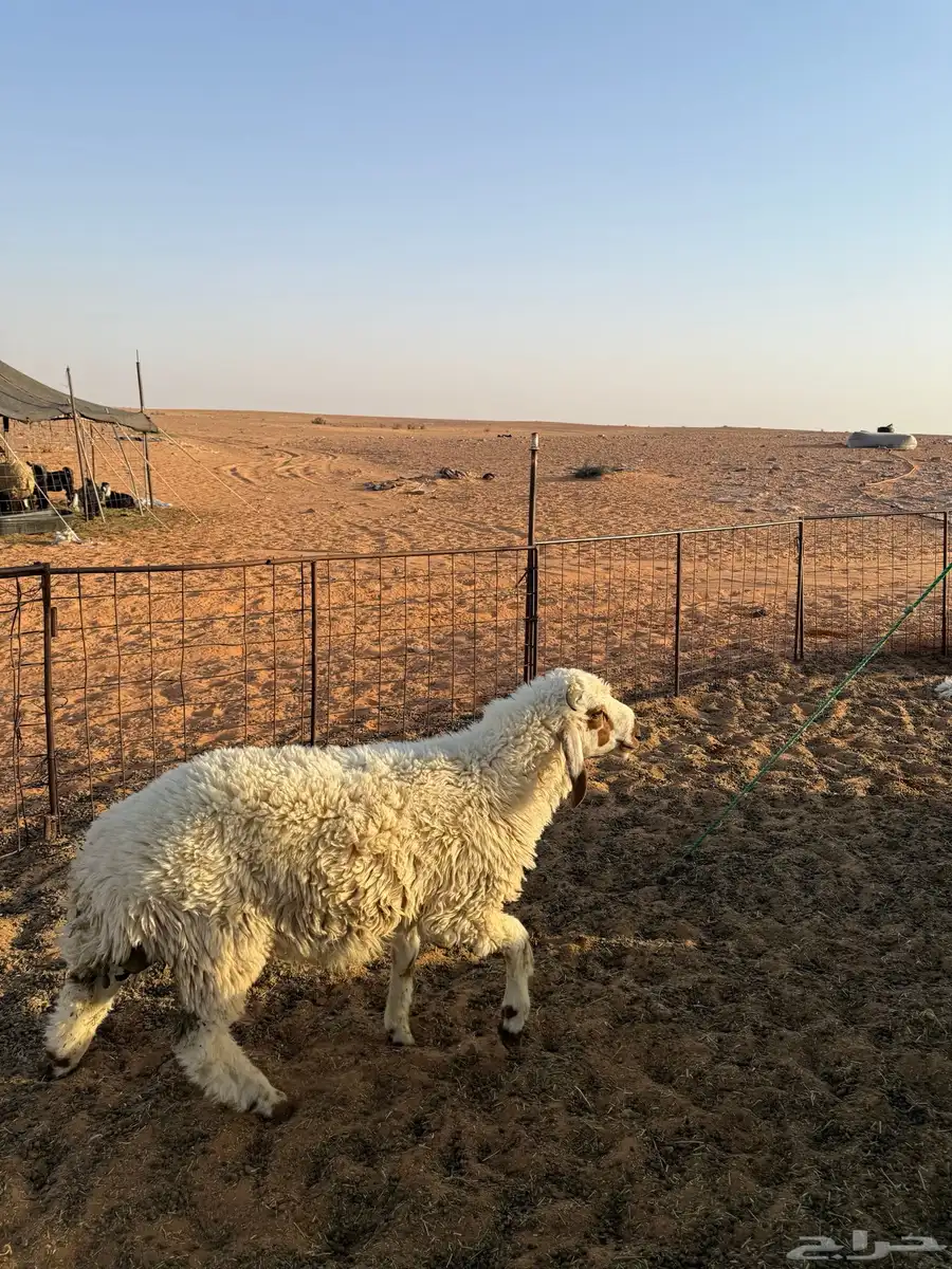 خرفان طيبه جذعان 0