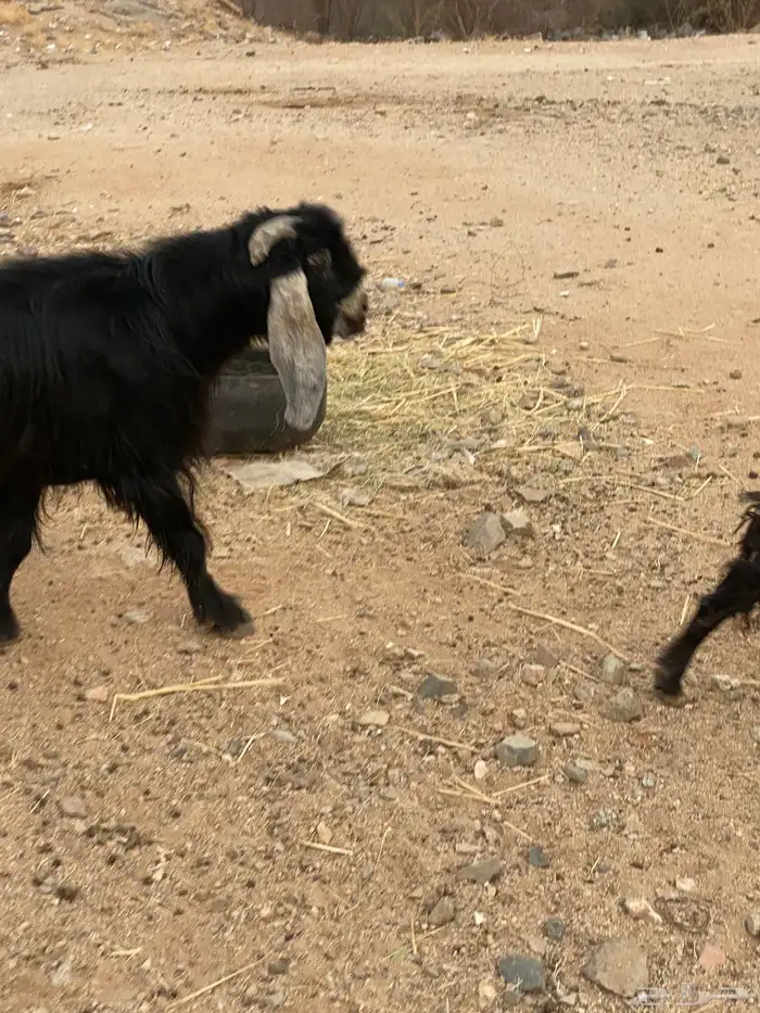 تيس فحل عارضي 4