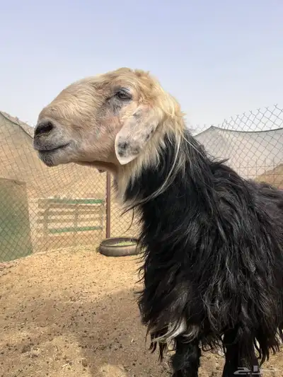 فحل نجدي صنف مشروط 12