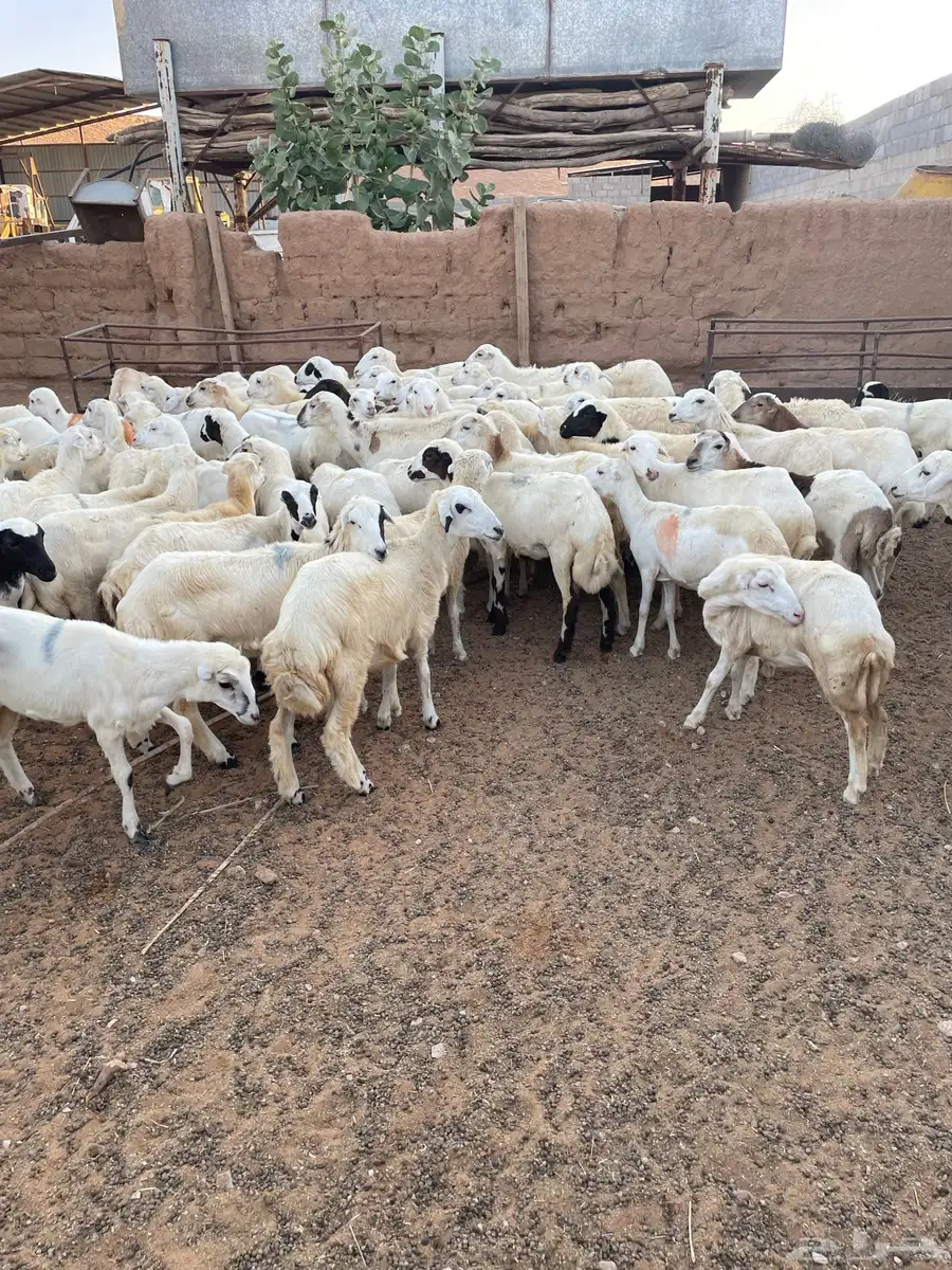 رخال رفيد 0