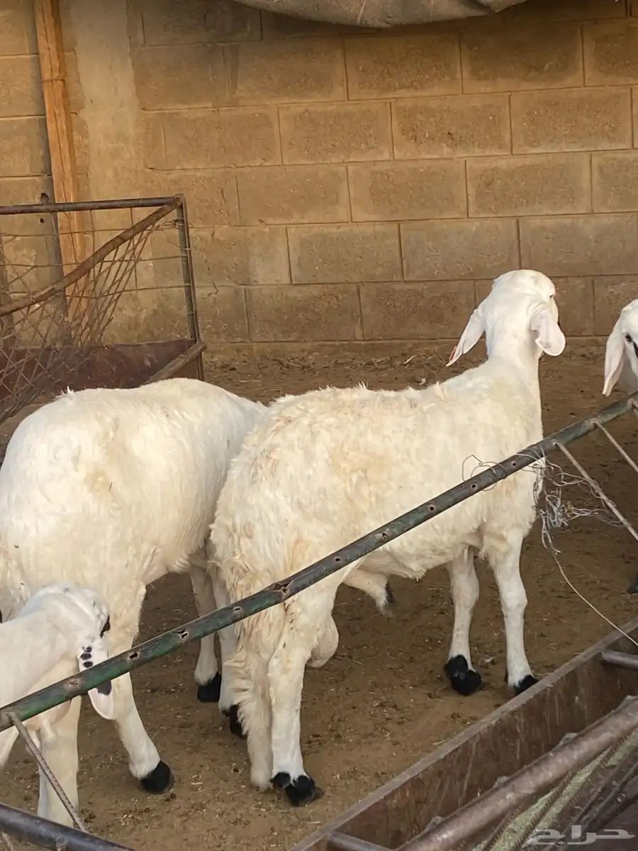 طليان ذبايح طيبه السواكني مرابي 6 الشهور غرب الرياض سوق الجر 4