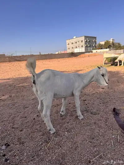 جفره مندي 2