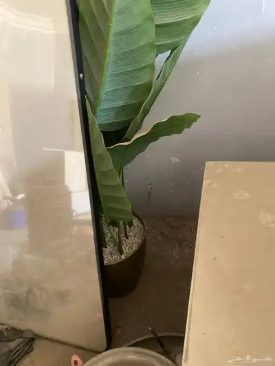 مكوى ومكنسه وشجره زينه ومرايه كبيره 4