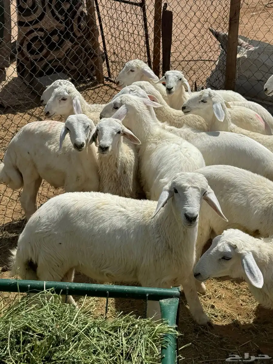 طليان حريه 1