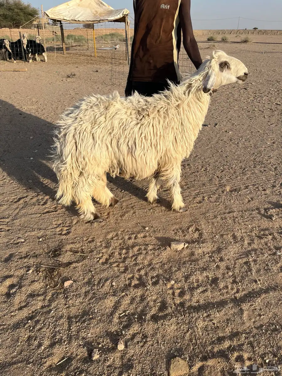 طلي حري فاخر جذع 0