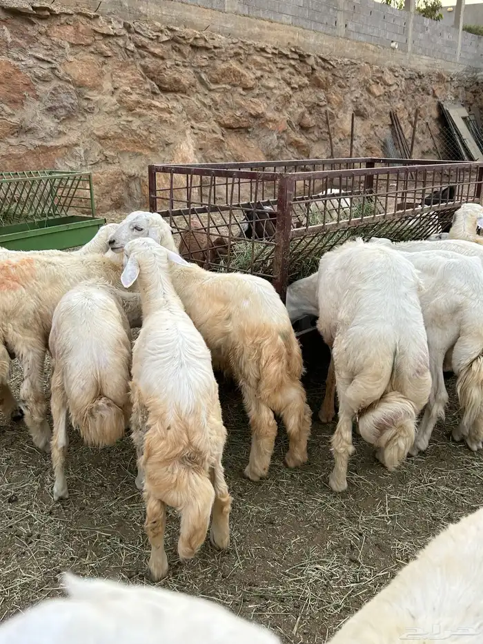 ذبايح تيوس بلدي وطليان حرية 0