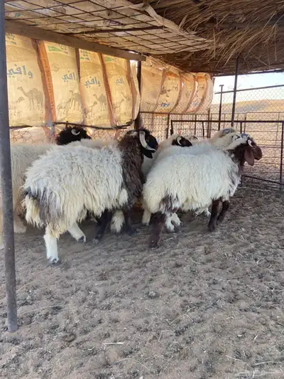 خرفان نعيم ( تم البيع ) 4