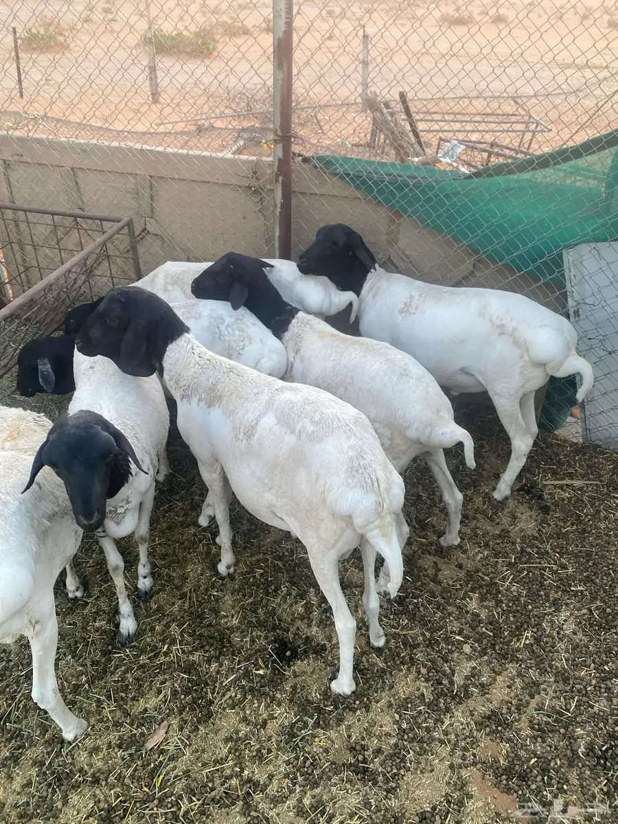 برابر تربيه 3 شهور لحمها طيبه وسمان 1