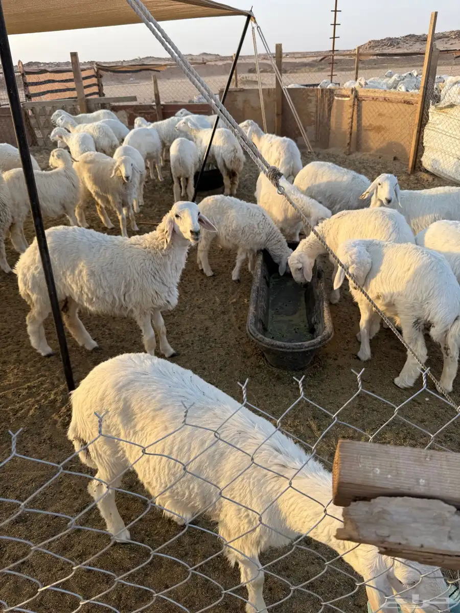 للبيع غنم حريات وسواكن وتيوس 2