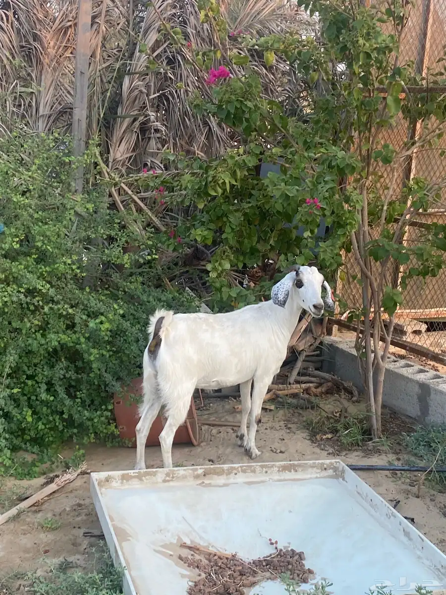 ماعز بيشية 0