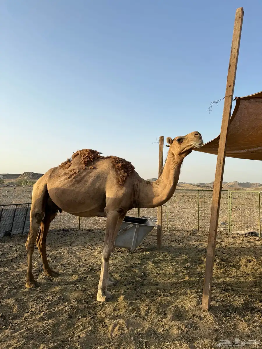 ناقة خلفه حمرا 0