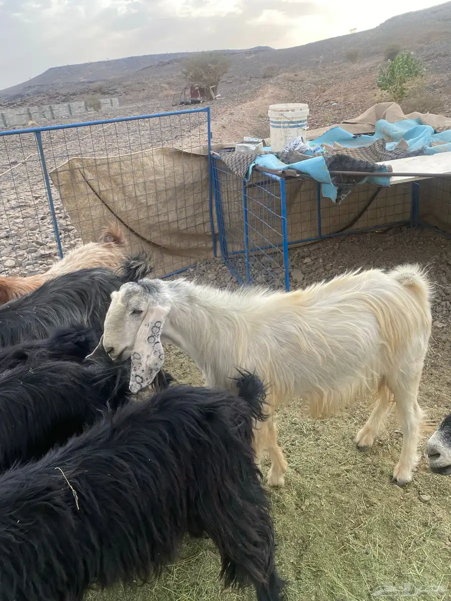 تيس فحل ثني مشروط 1