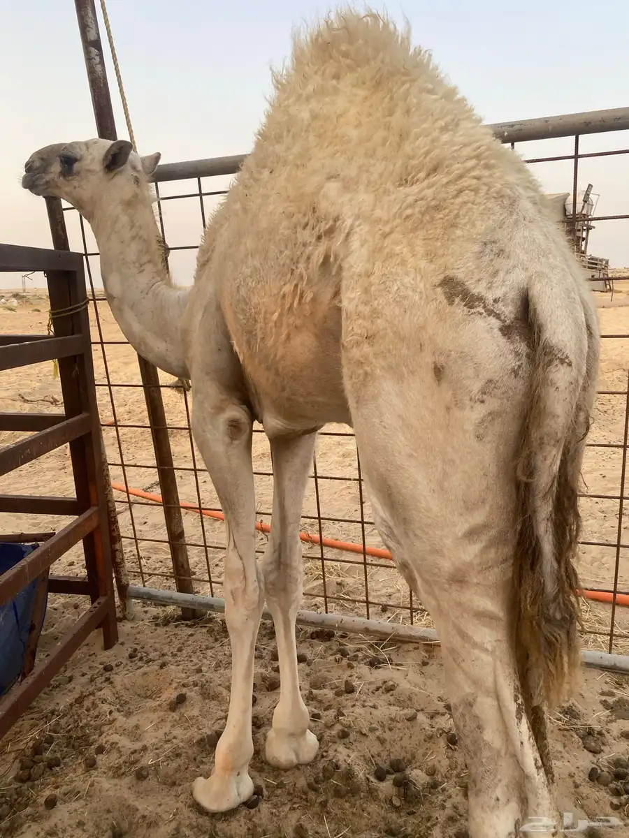 قعود لباني فل الفل تحت امه عمره خمسه شهور الموقع الجبيل 1