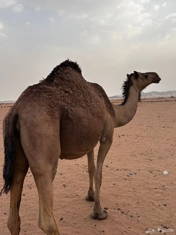 لقحات في ثمانيه شهور 4