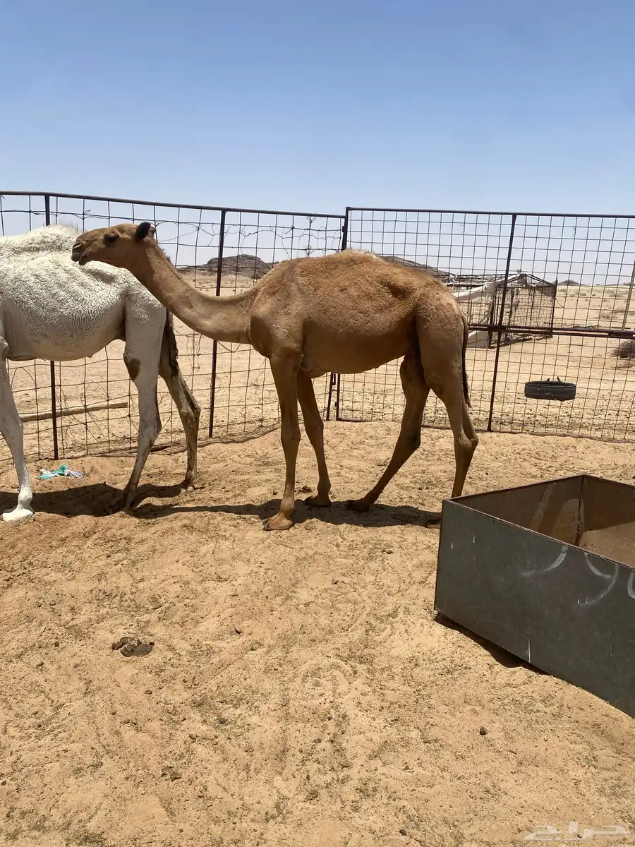 للبيع قعدان 2 0