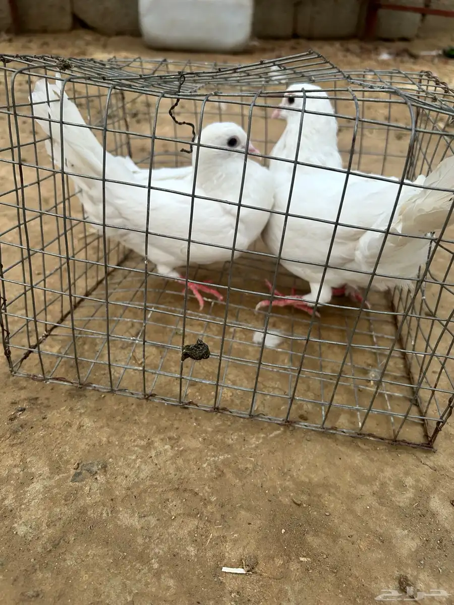 حمام مشكل نضيف من إلا مراض 0