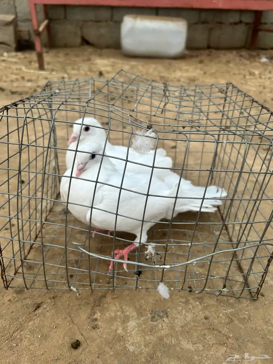 حمام مشكل نضيف من إلا مراض 2
