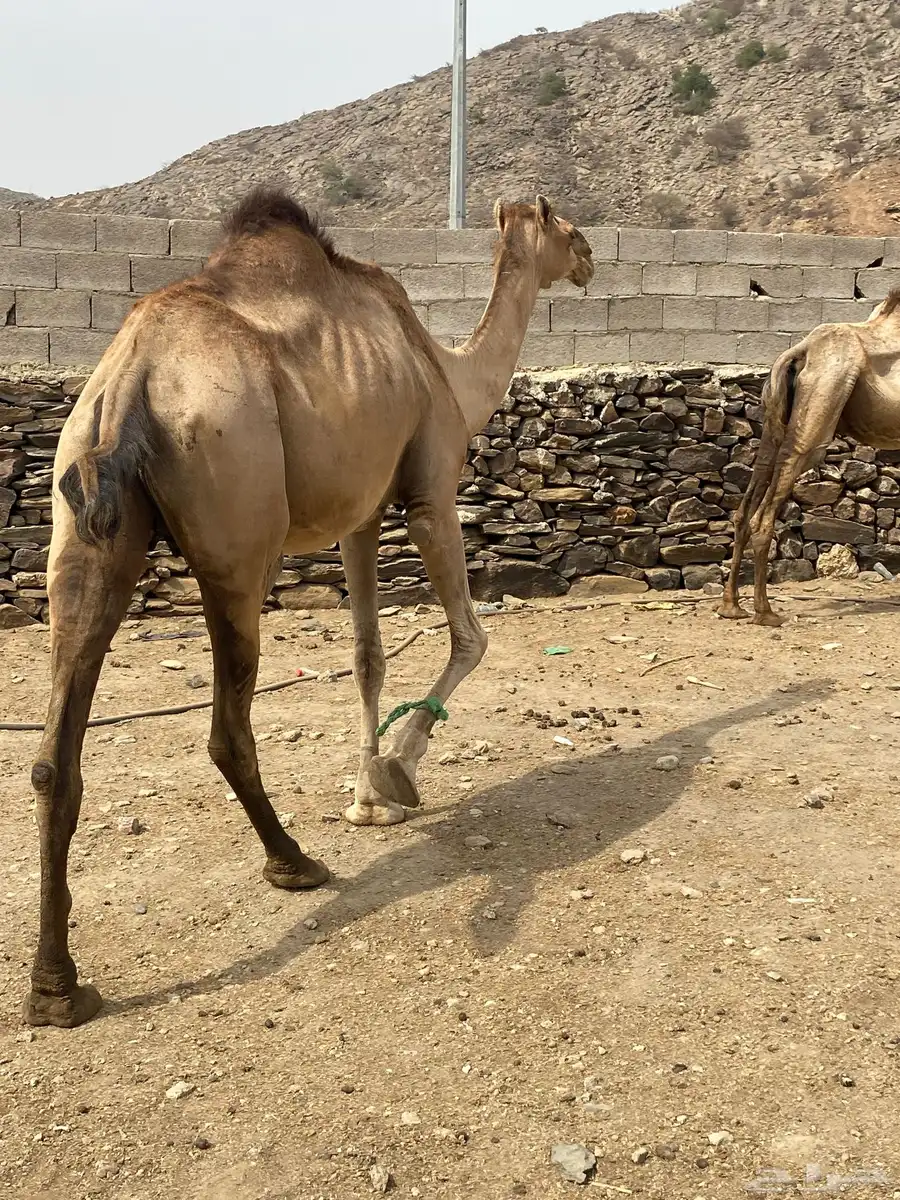 2ابل جنب لها من 8اشهر 0