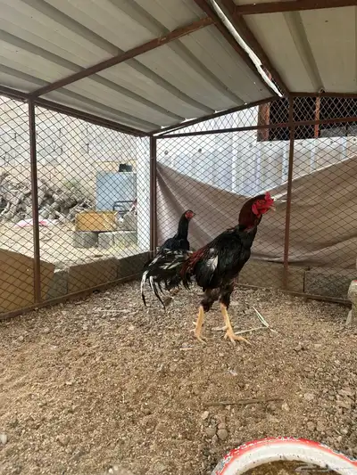 زوج باكستاني بطل 0