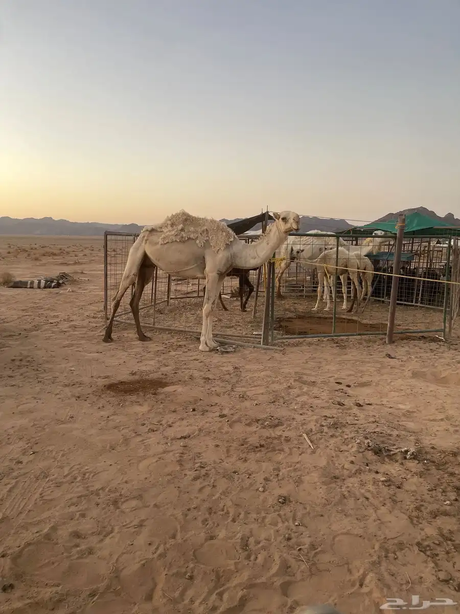 ناقه للبيع 1