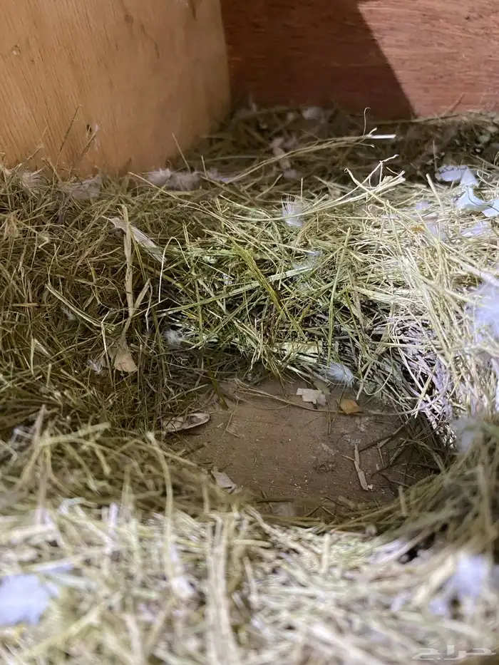 جوز روز منتج و جاهز تم البيع 9