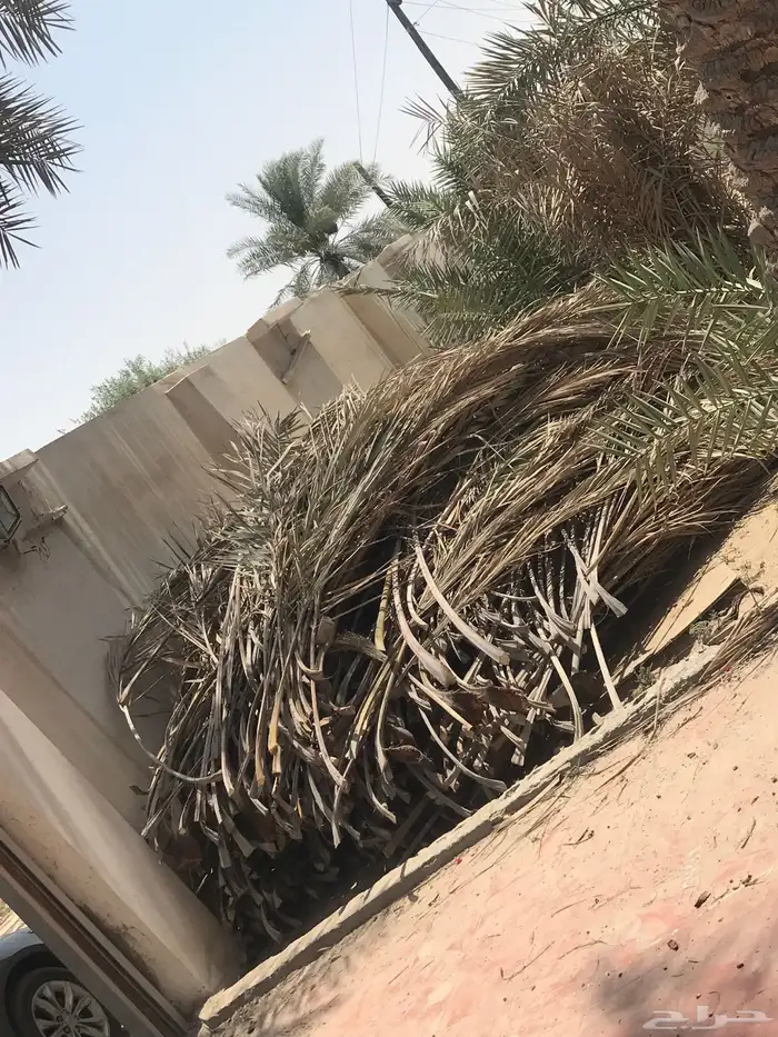 سعف نخل 0