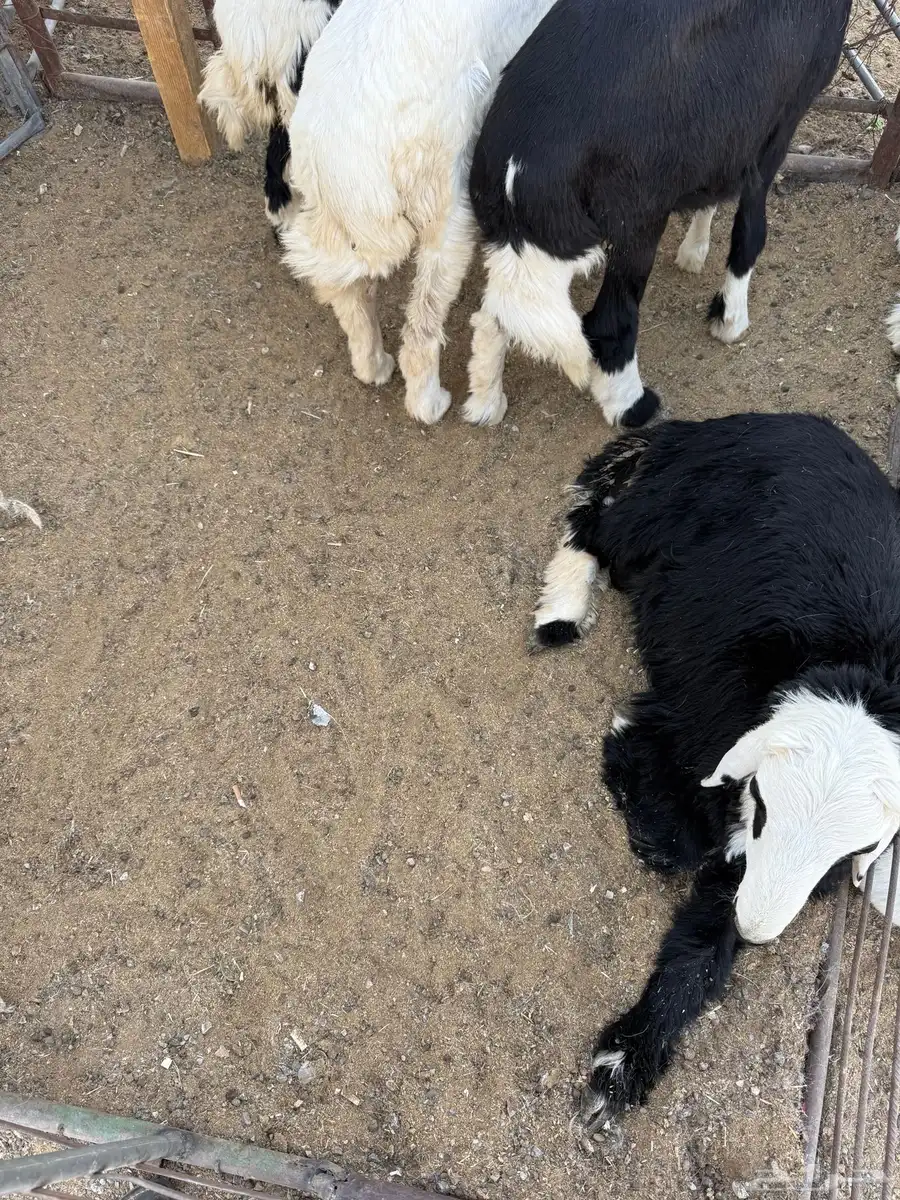 للبيع غنم حريات وسواكن وتيوس 4