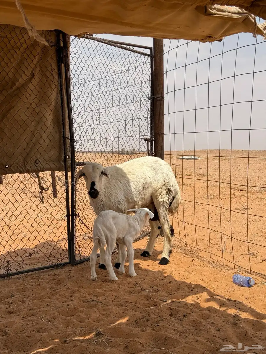 جذعه والد 0