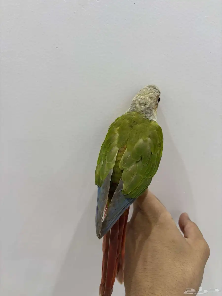 كنيور اناناس 3