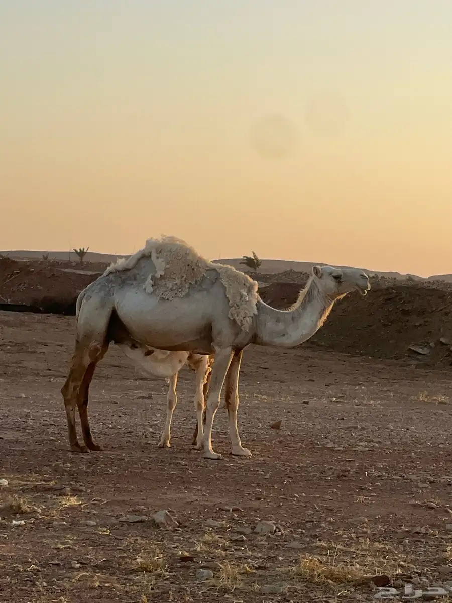 خلفه وضحى تحتها عمرها فوق ثمان شهور 0