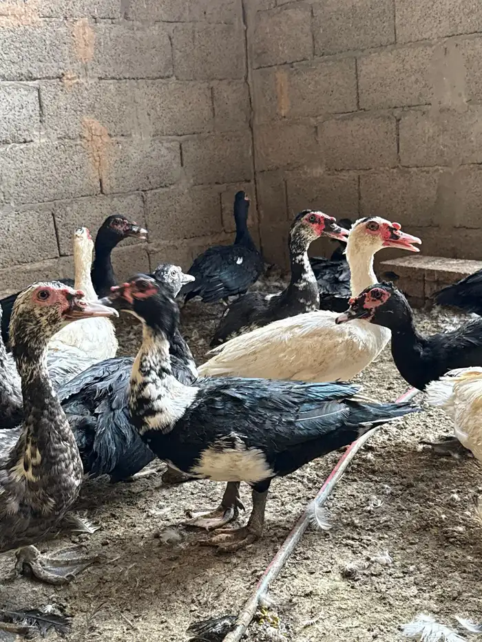 للبيع بط ذكور شهرمان او مسكوفي الموقع العفجة الخرج 0