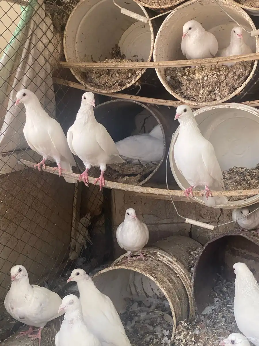 حمام ابيض index