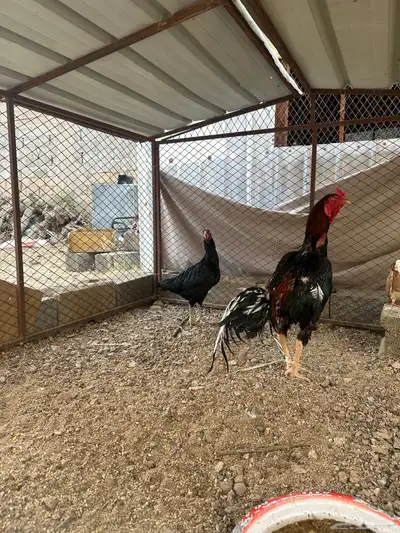 زوج باكستاني بطل 3
