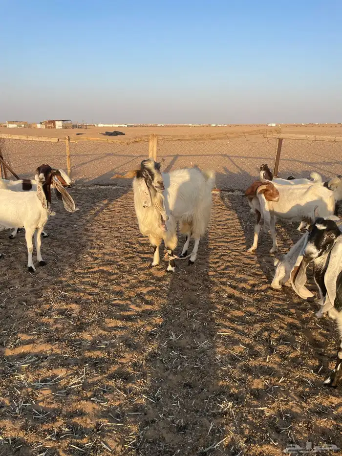 تيس البيع 0