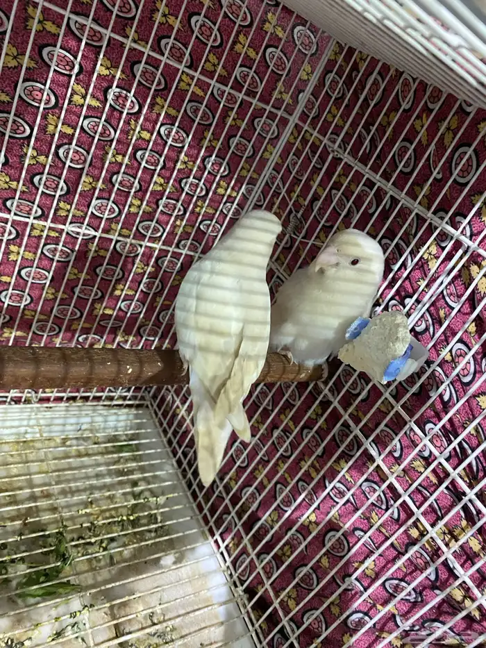 جوز روز منتج و جاهز تم البيع 3