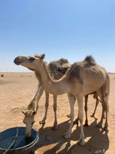 بكره جذعه طيبه 3