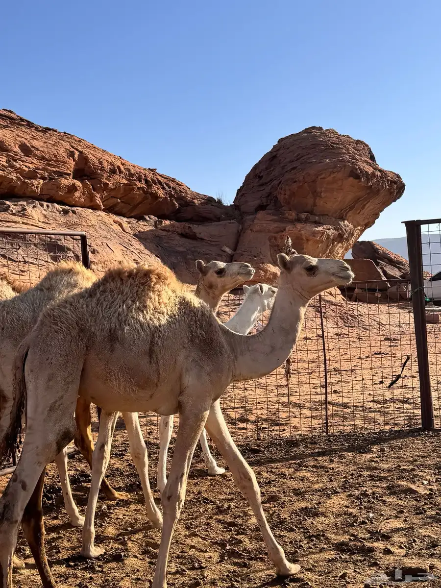قعود للبيع تحت امه 0