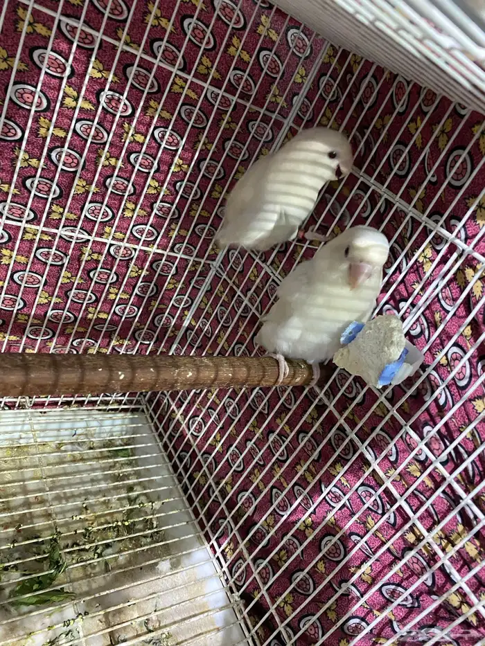 جوز روز منتج و جاهز تم البيع 0