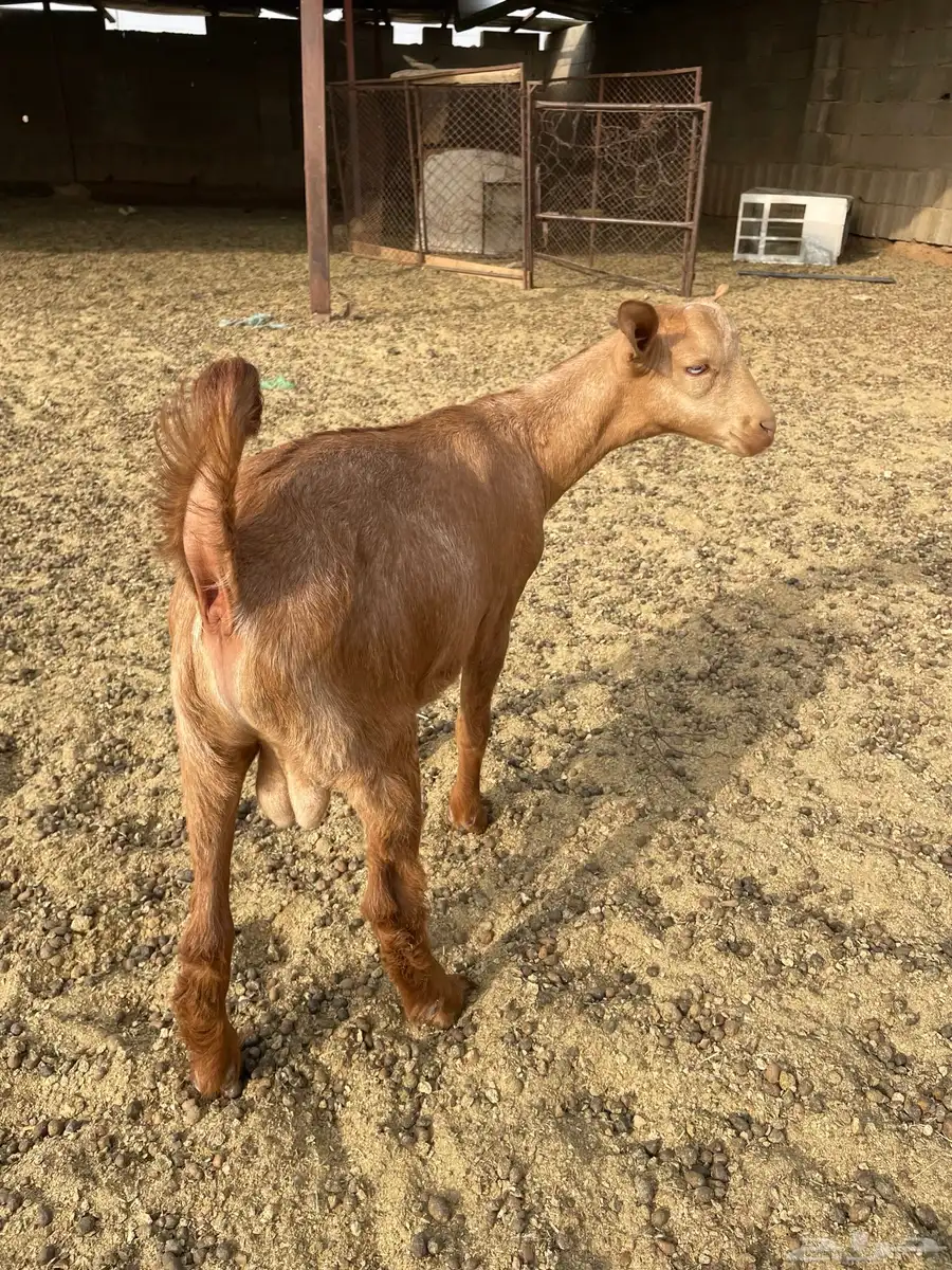 للبيع تيس احص 3