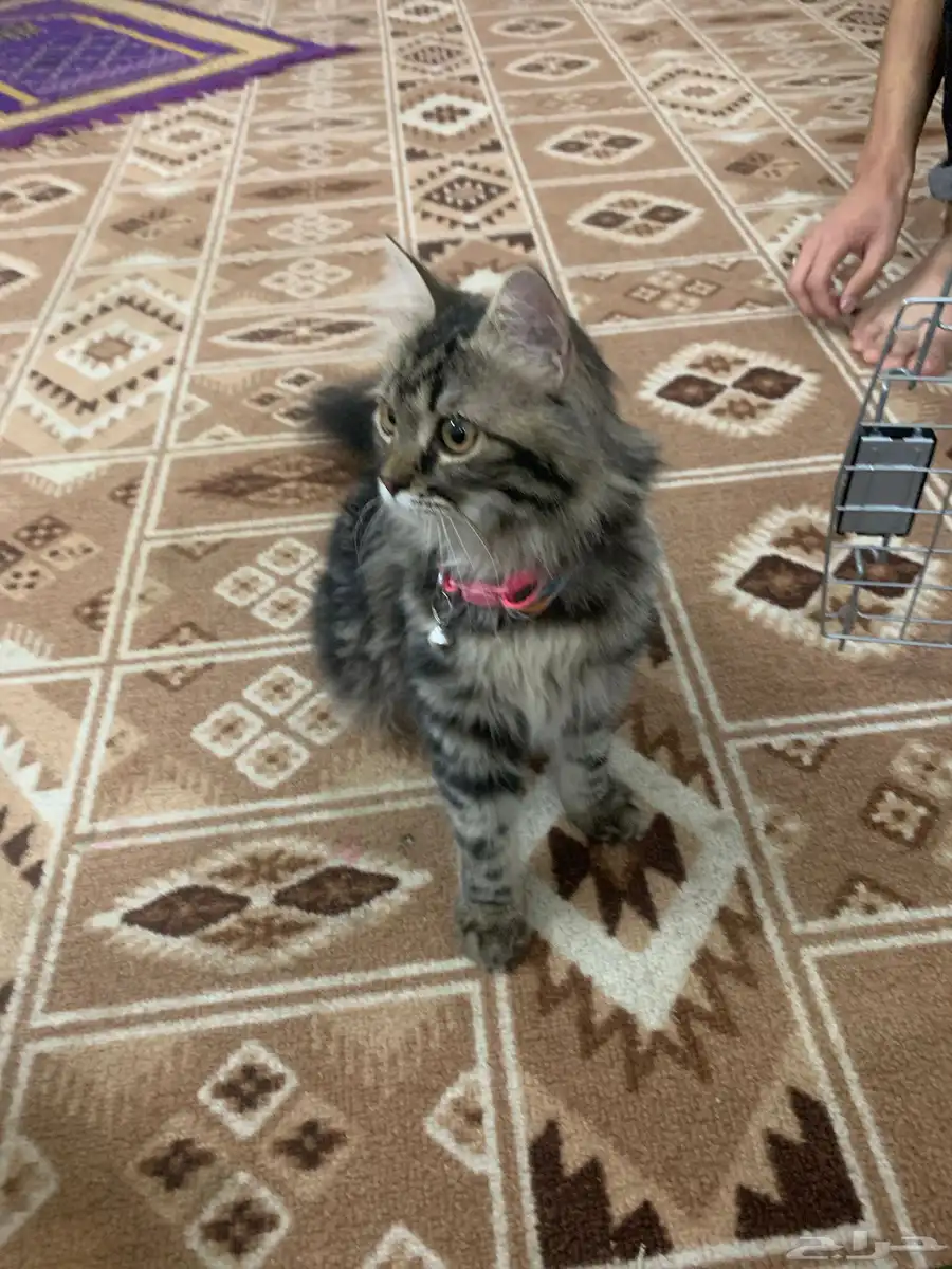 قطة للبيع شيرازيه معاها شهاده ميلاد 0