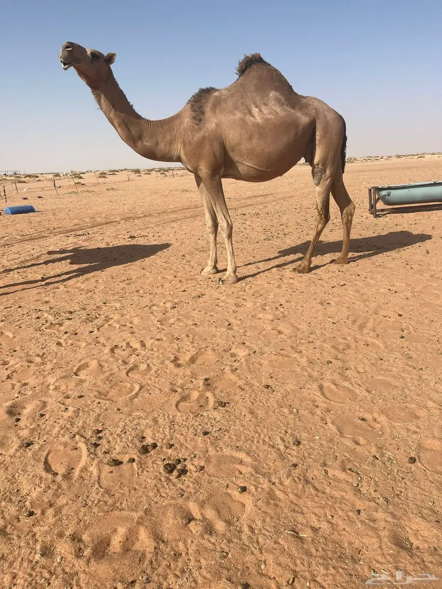 حمراء طيبه 0