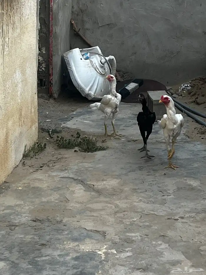 دجاج سندي 1