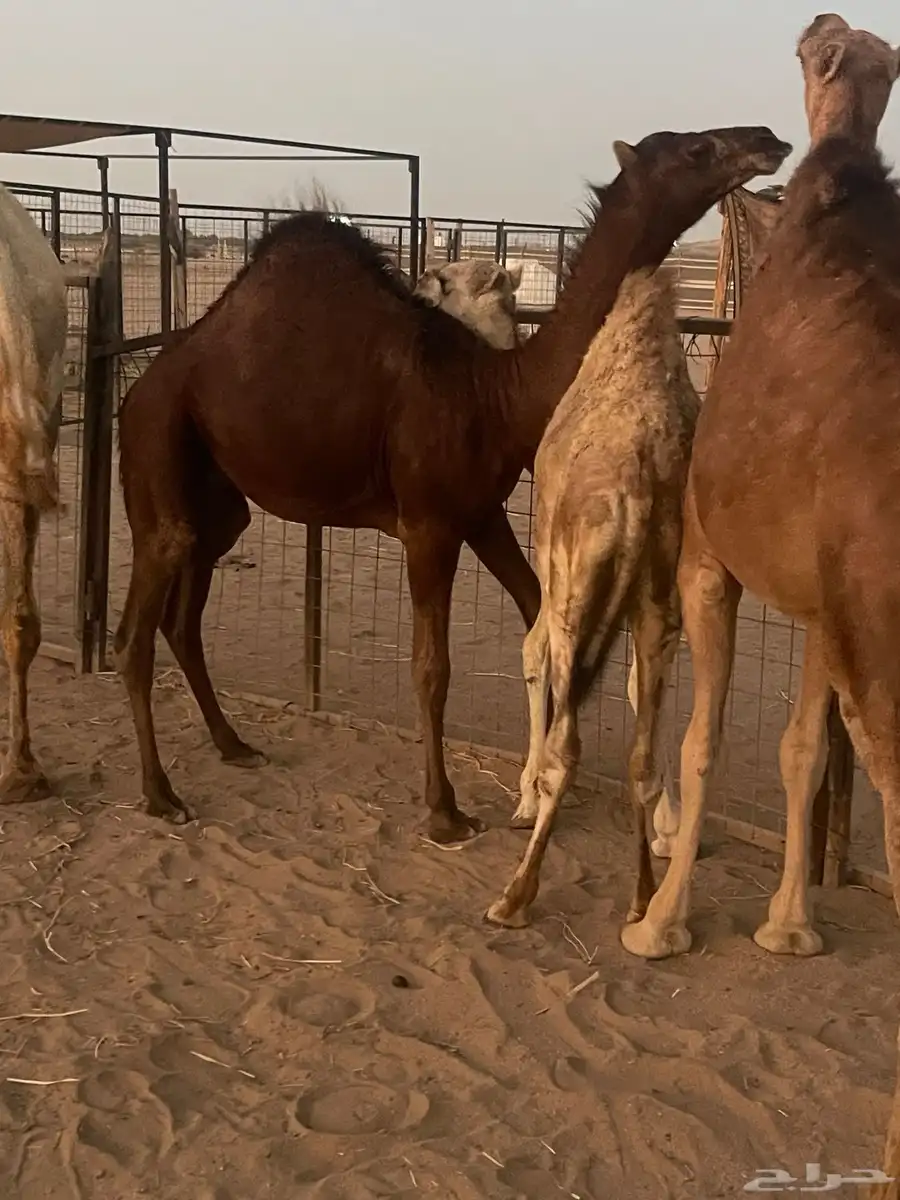 قعود يصلح مشروع فحل 2