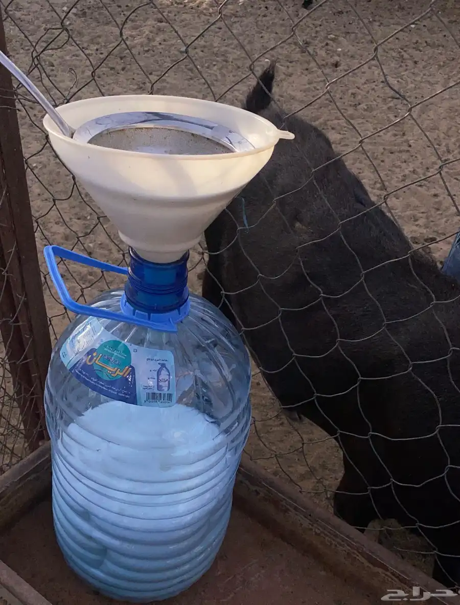 حليب معز طازج 0