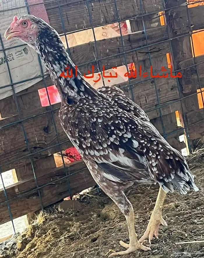 بيض سندي بطل فواخر 0