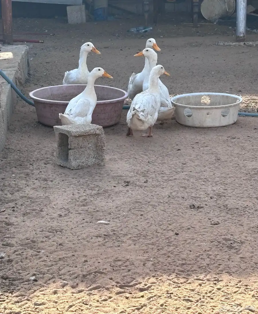 دجاج وبط 3