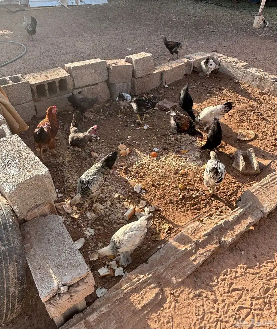 دجاج وبط 1