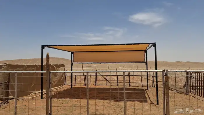 ملتزما مواشي 1