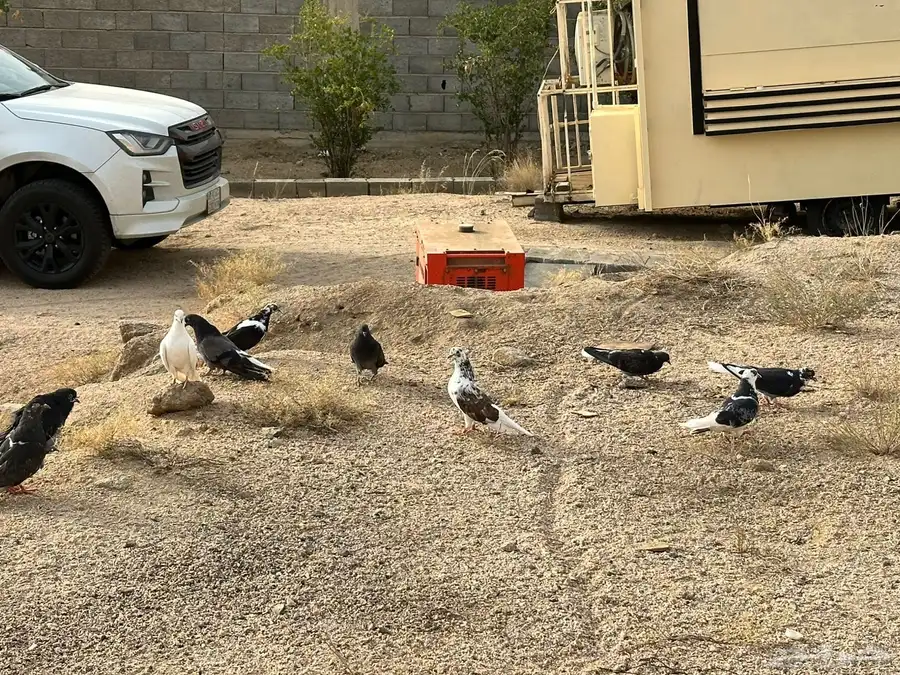 حمام سكاي كتر الاوكراني 0